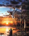 Anas platyrhynchos in sunset scenes birds